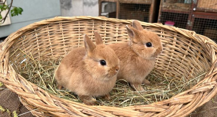 Kocaeli Büyümeyen Tavşan