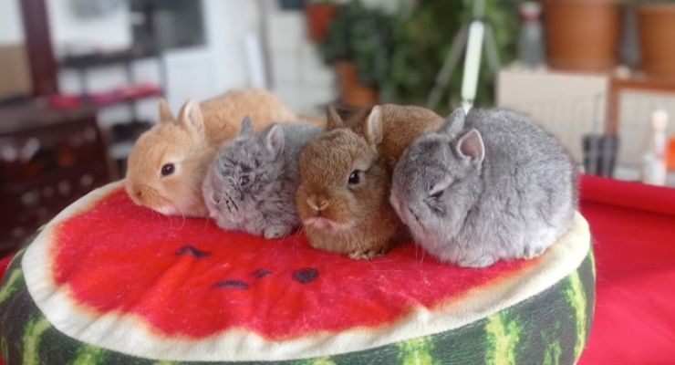 Kocaeli Cins Tavşan