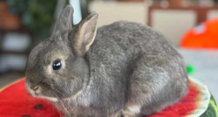 Kocaeli Ev Tavşanı