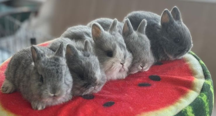 Kocaeli Evcil Tavşan