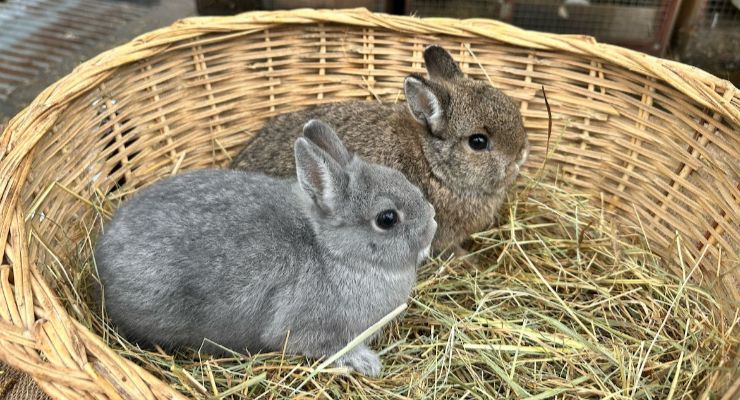 Kocaeli Yavru Tavşan