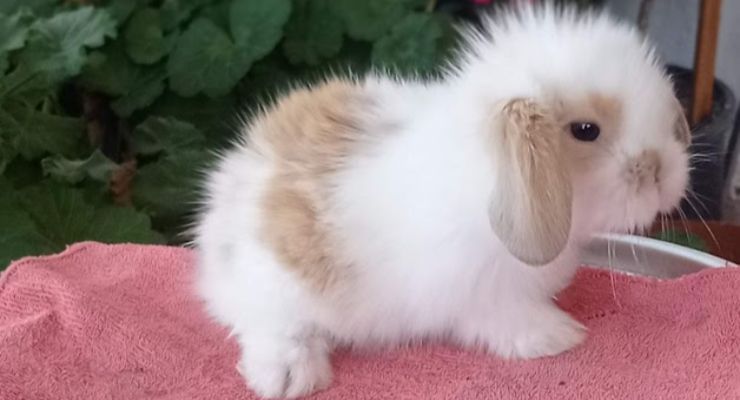 Kocaeli Hollanda Lop Tavşan